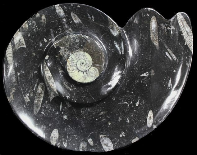 Ammonite Shaped With Orthoceras & Goniatite Fossils #39132